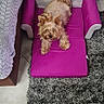 dog, yorkshire_terrier, small_dog, pet, animal, sitting, lying_down, fluffy, long_hair, brown, tan, pink_chair, gaming_chair, indoor, living_room, blanket, rug, tile_floor, furniture, portrait