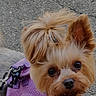 dog, puppy, small_dog, yorkshire_terrier, pet, animal, harness, purple_harness, long_hair, fluffy, brown_fur, black_eyes, outdoor, asphalt, portrait, looking_at_camera, standing, smartphone_screenshot, incoming_call, text_overlay