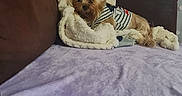 Maia participe au concours pour gagner de l'argent avec cette photo : dog, yorkshire_terrier, small_dog, pet, animal, striped_shirt, clothing, couch, blanket, pillow, indoors, home, living_room, curtain, window, sitting, lying_down, portrait, fluffy, cute