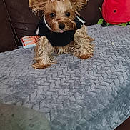 Maia a rejoint le concours — aidez-le/la à gagner de superbes lots ! dog, yorkshire_terrier, small_dog, pet, animal, portrait, sitting, bow, clothing, black_outfit, brown_fur, long_hair, ears, face, eyes, blanket, couch, stuffed_animals, indoor, home