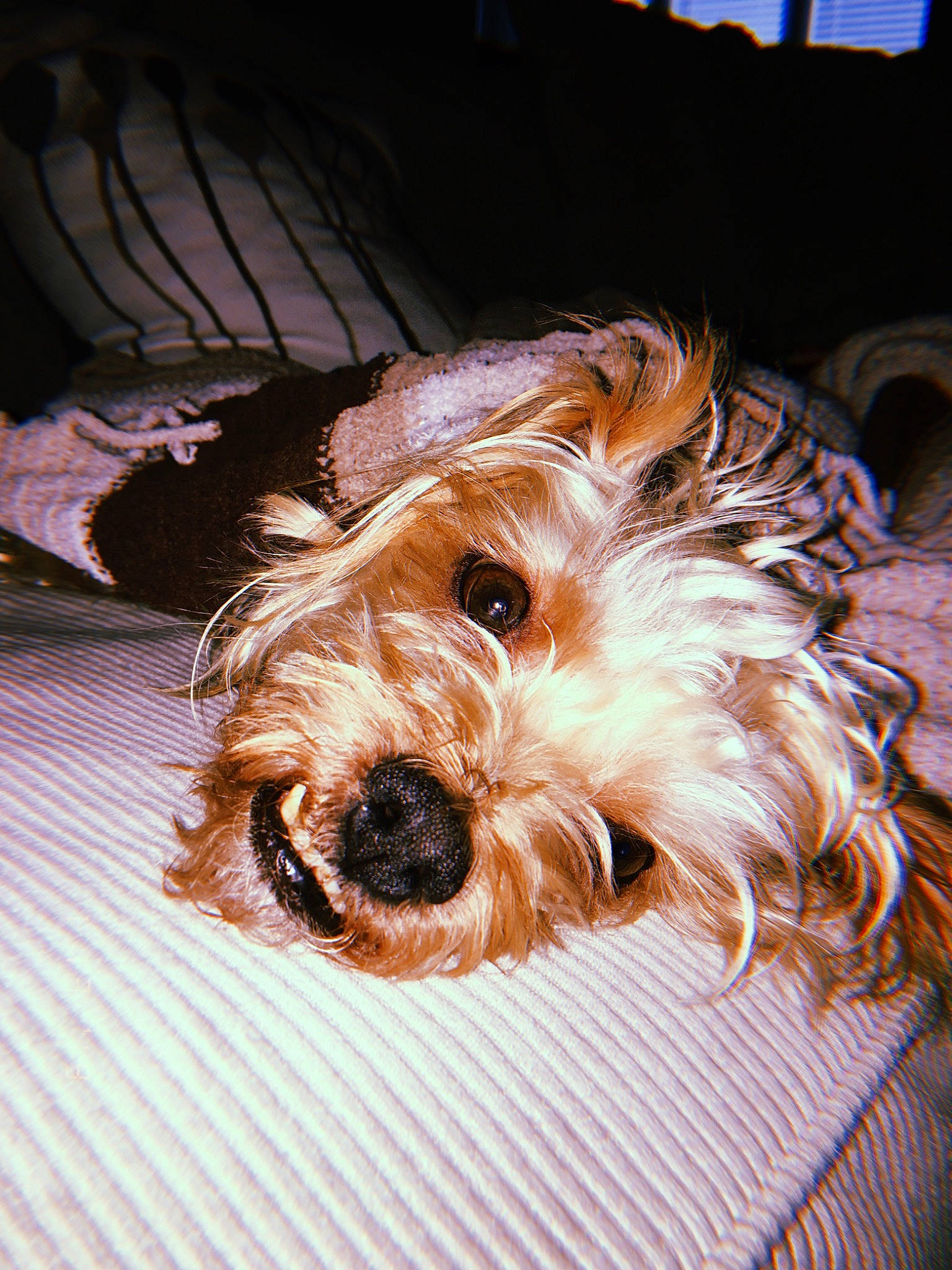 Copper joined the competition — help win amazing prizes! australian_silky_terrier, australian_terrier, biewer_terrier, canidae, carnivore, cockapoo, companion_dog, dog, dog_breed, mammal, morkie, puppy, rare_breed_dog, schnoodle, small_terrier, snout, terrier, toy_dog, vertebrate, yorkshire_terrier