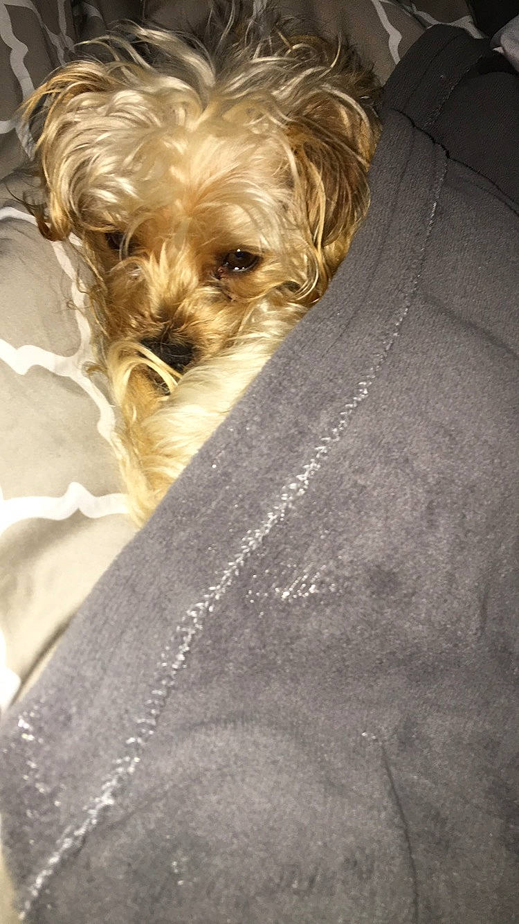 Copper is registered to the contest to win money with this photo: australian_silky_terrier, bolonka, canidae, carnivore, chinese_imperial_dog, companion_dog, dog, dog_breed, maltepoo, mammal, morkie, puppy, rare_breed_dog, schnoodle, shih_tzu, small_terrier, terrier, toy_dog, yorkipoo, yorkshire_terrier