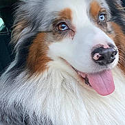 Orson a rejoint le concours — aidez-le/la à gagner de superbes lots ! dog, australian_shepherd, fluffy, panting, tongue_out, heterochromia, blue_eye, brown_eye, fur, nose, pet, animal, close_up, portrait, happy, canine, mammal, cute, indoor, companion
