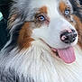 dog, australian_shepherd, fluffy, panting, tongue_out, heterochromia, blue_eye, brown_eye, fur, nose, pet, animal, close_up, portrait, happy, canine, mammal, cute, indoor, companion
