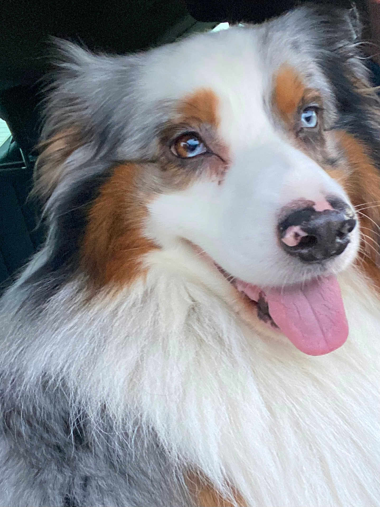 Orson a rejoint le concours — aidez-le/la à gagner de superbes lots ! dog, australian_shepherd, fluffy, panting, tongue_out, heterochromia, blue_eye, brown_eye, fur, nose, pet, animal, close_up, portrait, happy, canine, mammal, cute, indoor, companion
