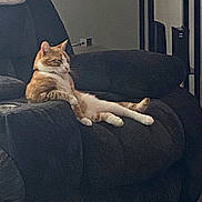 Jay Jay joined the competition — help win amazing prizes! cat, orange_cat, white_cat, recliner, furniture, indoor, pet, relaxed, lounging, living_room, cozy, side_view, resting, domestic_cat, comfort, seated, home, animal, cute, feline