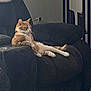 cat, orange_cat, white_cat, recliner, furniture, indoor, pet, relaxed, lounging, living_room, cozy, side_view, resting, domestic_cat, comfort, seated, home, animal, cute, feline