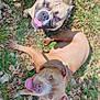 animal, brown_dog, canine, close_up, daytime, dog, dogs, friendly, grass, happy, laying_down, leaf_litter, nature, outdoor, pets, playful, summer, sunlight, tongue_out, two_dogs