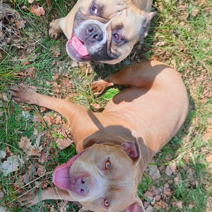 Chanel Et Boule participe au concours pour gagner de l'argent avec cette photo : animal, brown_dog, canine, close_up, daytime, dog, dogs, friendly, grass, happy, laying_down, leaf_litter, nature, outdoor, pets, playful, summer, sunlight, tongue_out, two_dogs