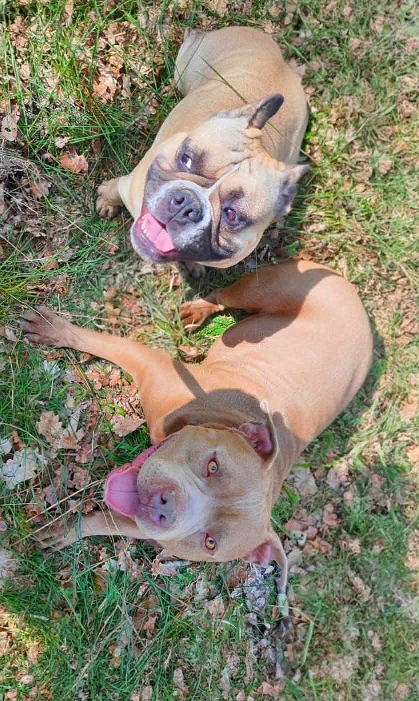 Chanel Et Boule participe au concours pour gagner de l'argent avec cette photo : animal, brown_dog, canine, close_up, daytime, dog, dogs, friendly, grass, happy, laying_down, leaf_litter, nature, outdoor, pets, playful, summer, sunlight, tongue_out, two_dogs