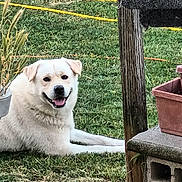 Tiago participe au concours pour gagner de l'argent avec cette photo : animal, backyard, canine, dog, garden, grass, greenery, happy, nature, outdoor, pet, plant_pot, relaxed, resting, smiling, summer, sunlight, tongue_out, white_dog, wooden_post