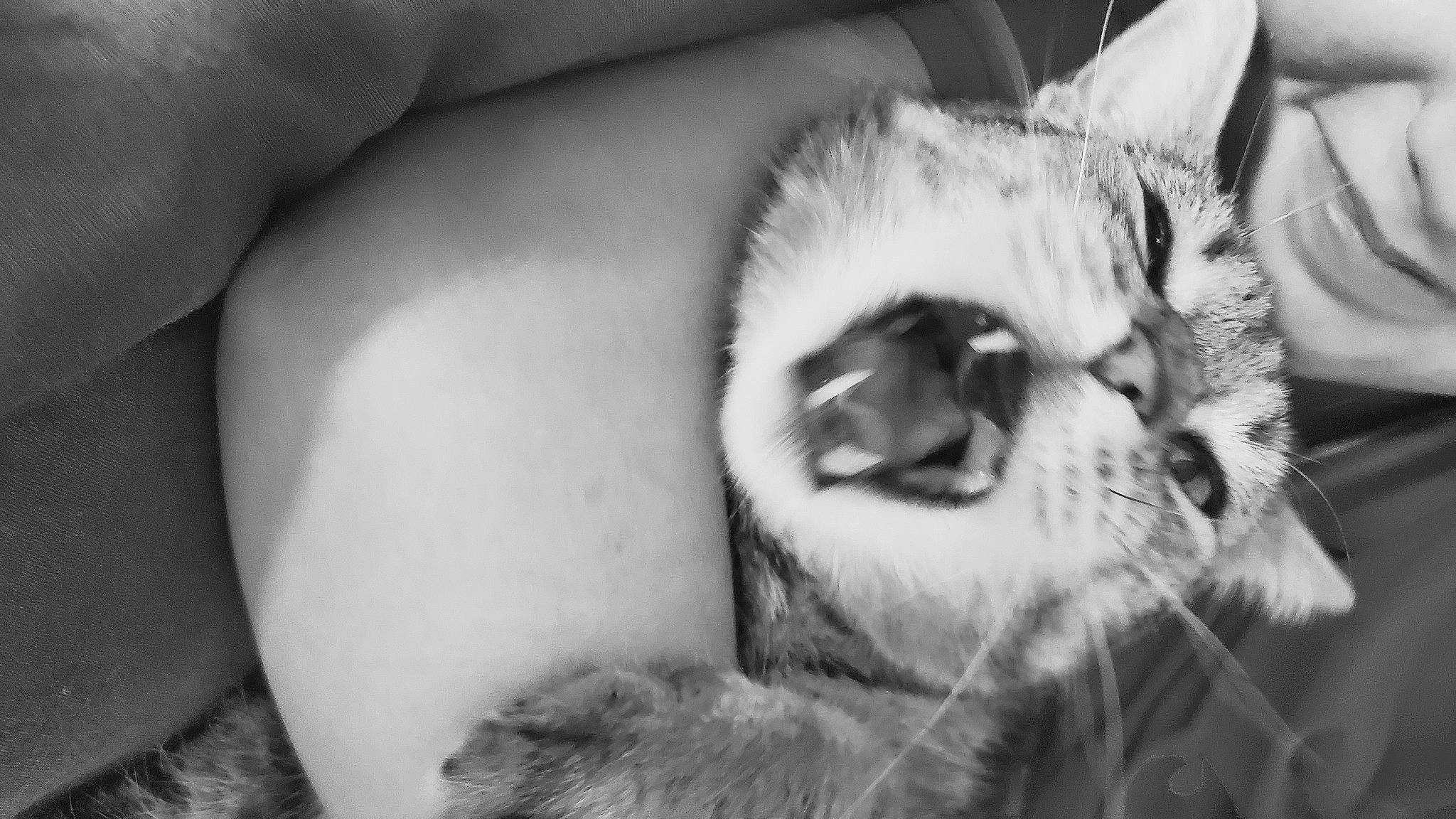 Looky a rejoint le concours — aidez-le/la à gagner de superbes lots ! black_and_white, carnivore, cat, comfort, companion_dog, dog_breed, eyelash, fang, felidae, gesture, grey, happy, monochrome, monochrome_photography, small_to_medium_sized_cats, snout, style, whiskers, white, yawn