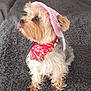 accessories, animal, bandana, blanket, canine, clothing, couch, cushion, dog, formalwear, furniture, hat, headband, homedecor, pet, puppy, scarf, strap, sunglasses, terrier