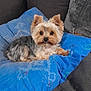 affenpinscher, animal, bed, bedroom, blanket, canine, couch, cushion, dog, dogbed, furniture, homedecor, indoors, linen, person, pet, pillow, puppy, sleeping, terrier