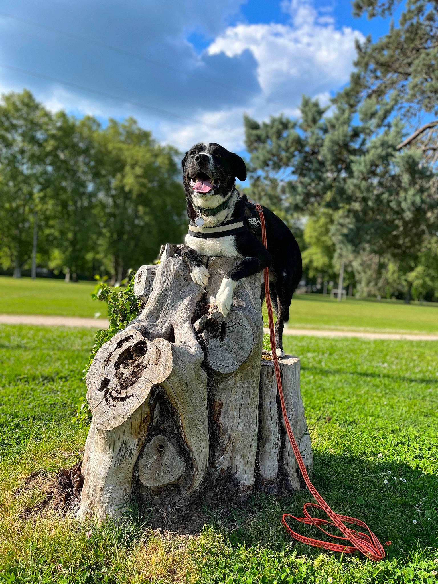 Olymp participe au concours pour gagner de l'argent avec cette photo : automotive_tire, carnivore, cloud, companion_dog, dog, dog_breed, grass, grassland, landscape, lawn, lawn_ornament, leisure, mammal, personal_protective_equipment, plant, sculpture, sky, sporting_group, tire, tree