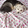 Max joined the competition — help win amazing prizes! animal, bed, bedroom, black_fur, blanket, cozy, cute, dog, domestic, fur, heart_pattern, indoor, lying_down, pet, relaxed, resting, sleeping, soft, tail, white_fur
