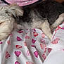 Max joined the competition — help win amazing prizes! animal, bed, blanket, closeup, comfort, cozy, cute, dog, fur, gray, heart_pattern, indoor, pajamas, peaceful, pet, relaxation, resting, sleeping, soft, white