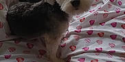 Max is registered to the contest to win money with this photo: bed, bedding, cozy, curtains, daylight, dog, fabric, furry, heart_pattern, home, indoor, looking, pet, remote_control, resting, sleepy, small_dog, smartphone, white_and_black, window