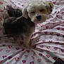 bed, bedding, cozy, curtains, daylight, dog, fabric, furry, heart_pattern, home, indoor, looking, pet, remote_control, resting, sleepy, small_dog, smartphone, white_and_black, window