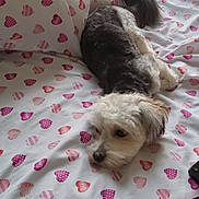 Max joined the competition — help win amazing prizes! bed, blanket, cozy, cute, dog, domestic_animal, fur, groomed, heart_pattern, indoor, lying_down, pet, phone, pink, red, relaxed, remote_control, resting, soft, white