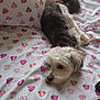 bed, blanket, cozy, cute, dog, domestic_animal, fur, groomed, heart_pattern, indoor, lying_down, pet, phone, pink, red, relaxed, remote_control, resting, soft, white