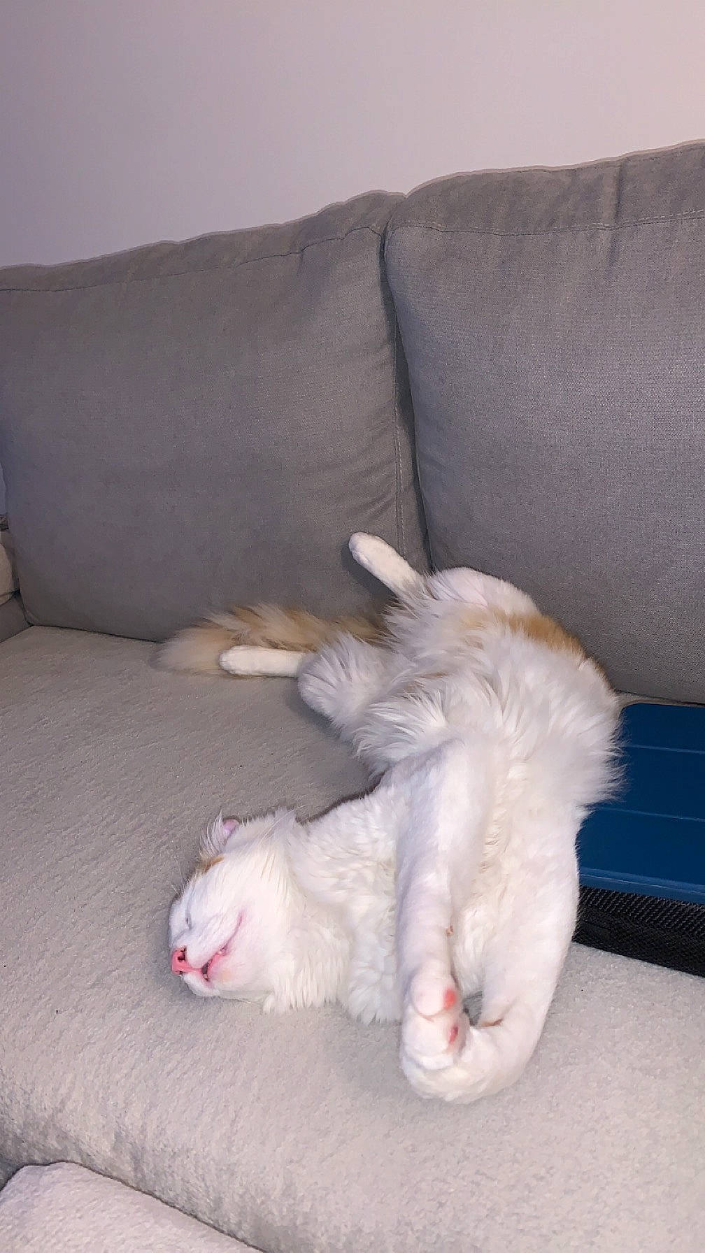 Taïga participe au concours pour gagner de l'argent avec cette photo : canidae, carnivore, cat, claw, comfort, companion_dog, couch, dog_breed, felidae, foot, fur, gesture, nap, paw, small_to_medium_sized_cats, sporting_group, tail, whiskers