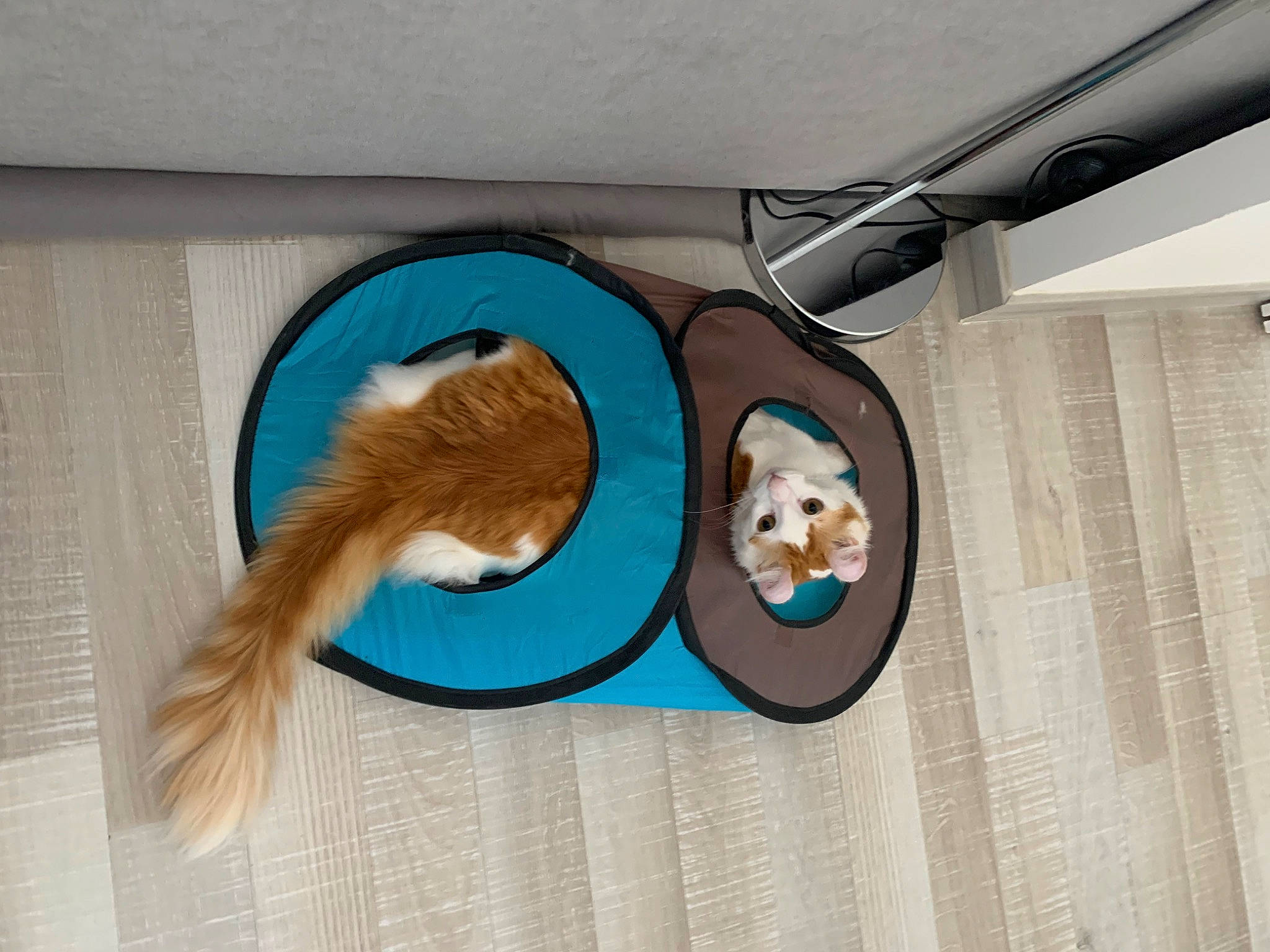 Taïga participe au concours pour gagner de l'argent avec cette photo : carnivore, cat, cat_supply, ceiling, circle, fashion_accessory, fawn, felidae, font, fur, hardwood, home_accessories, pet_supply, rectangle, room, small_to_medium_sized_cats, tail, whiskers, wood, wood_stain