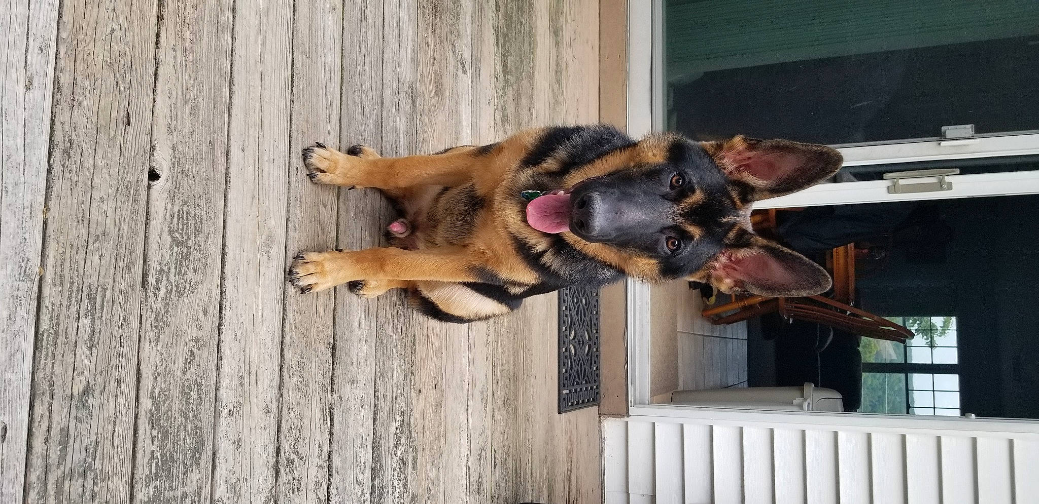 Ranger joined the competition — help win amazing prizes! biting, canidae, carnivore, collar, companion_dog, dog, dog_breed, east_european_shepherd, fawn, fence, fur, german_shepherd_dog, herding_dog, king_shepherd, old_german_shepherd_dog, snout, sporting_group, wood, working_animal, working_dog