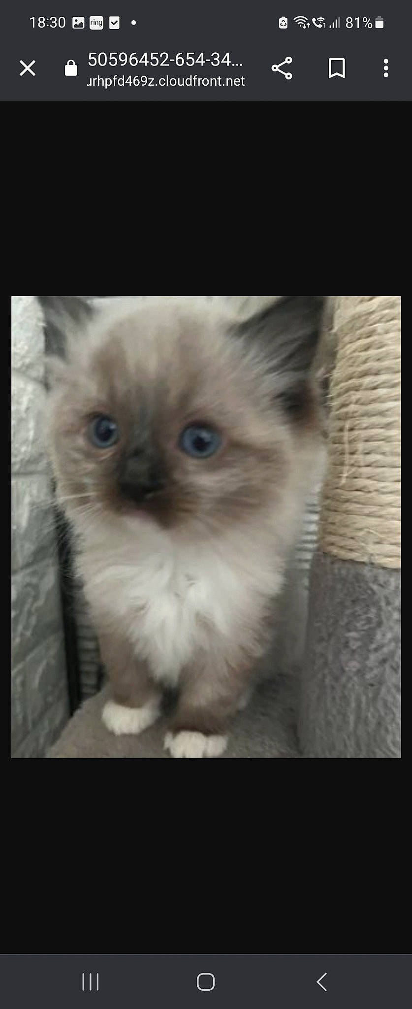 Tinkerbell is registered to the contest to win money with this photo: british_longhair, carnivore, cat, eye, face, fawn, felidae, fur, hair, paw, photo_caption, ragdoll, small_to_medium_sized_cats, snout, terrestrial_animal, whiskers