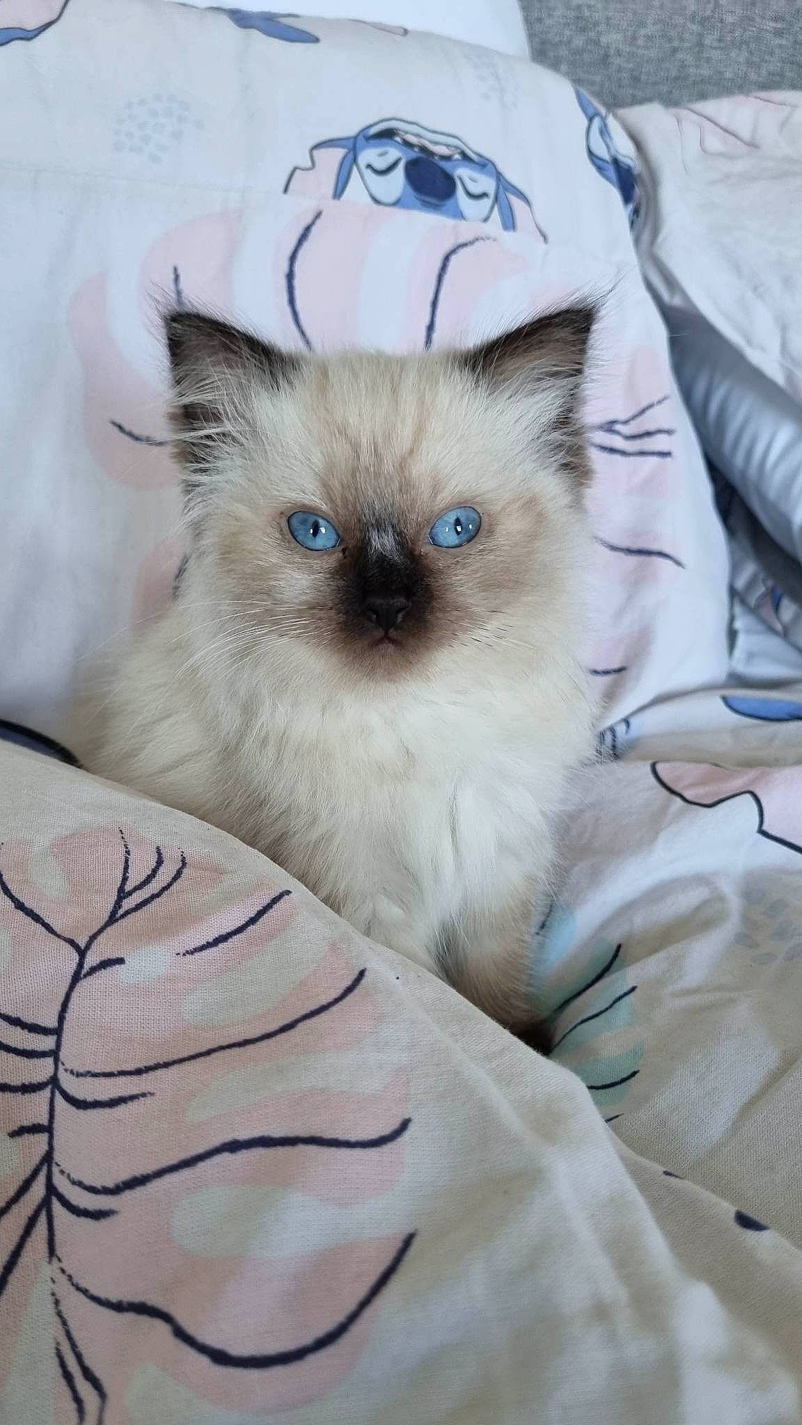 Tinkerbell joined the competition — help win amazing prizes! balinese, birman, carnivore, cat, claw, electric_blue, fawn, felidae, fur, iris, paw, ragdoll, siamese, small_to_medium_sized_cats, snout, tail, terrestrial_animal, thai, whiskers, wildlife