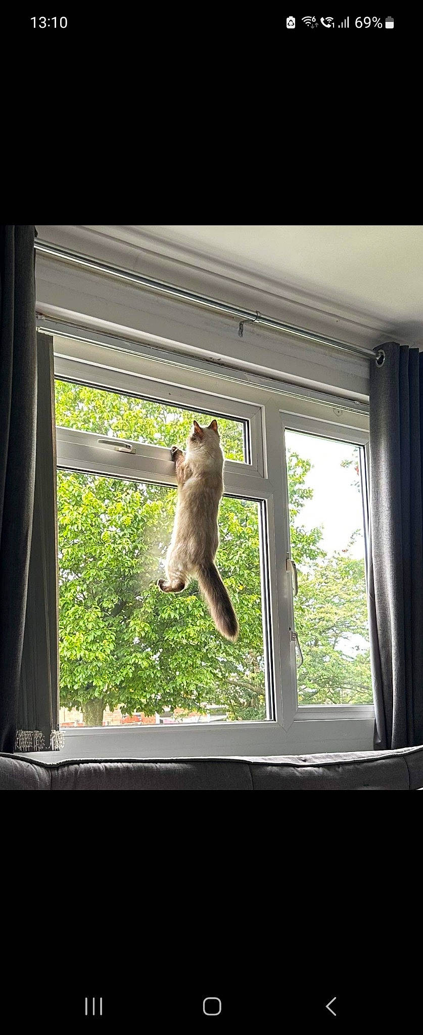 Tinkerbell joined the competition — help win amazing prizes! curtain, daylighting, fawn, felidae, fur, glass, macaque, rhesus_macaque, roof, room, sash_window, shade, small_to_medium_sized_cats, tail, tints_and_shades, tree, whiskers, wildlife, window, wood