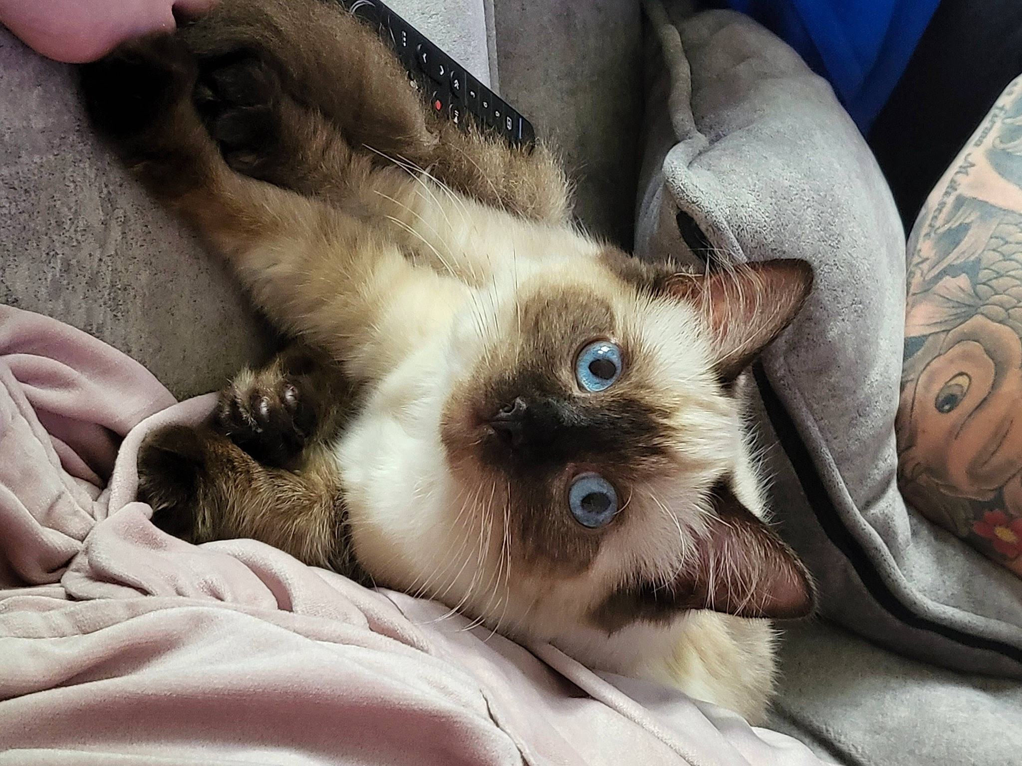 Tinkerbell is registered to the contest to win money with this photo: balinese, birman, carnivore, cat, claw, comfort, ear, eyelash, fawn, felidae, fur, paw, siamese, small_to_medium_sized_cats, snout, tail, terrestrial_animal, thai, whiskers, wildlife