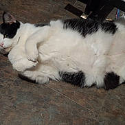 Moe is registered to the contest to win money with this photo: cat, black_and_white, feline, pet, lying_down, floor, tile_floor, relaxed, curious, indoor, whiskers, fur, animal, mammal, cute, paw, resting, domestic_animal, sleepy, companion
