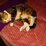 Momma joined the competition — help win amazing prizes! cat, tabby, sleeping, bed, blanket, purple_cloth, feline, resting, cozy, fur, pet, domestic_animal, whiskers, paw, tail, indoor, cute, relaxation, comfort, napping