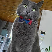Terence participe au concours pour gagner de l'argent avec cette photo : cat, gray_cat, bow_tie, indoor, pet, feline, whiskers, green_eyes, curious, domestic_animal, close_up, fur, houseplant, wood_ceiling, home_interior, decor, domestic_life, animal_portrait, cute, alert