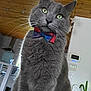 cat, gray_cat, bow_tie, indoor, pet, feline, whiskers, green_eyes, curious, domestic_animal, close_up, fur, houseplant, wood_ceiling, home_interior, decor, domestic_life, animal_portrait, cute, alert