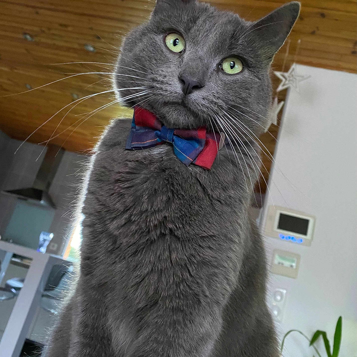 Terence participe au concours pour gagner de l'argent avec cette photo : alert, animal_portrait, bow_tie, cat, close_up, curious, cute, decor, domestic_animal, domestic_life, feline, fur, gray_cat, green_eyes, home_interior, houseplant, indoor, pet, whiskers, wood_ceiling
