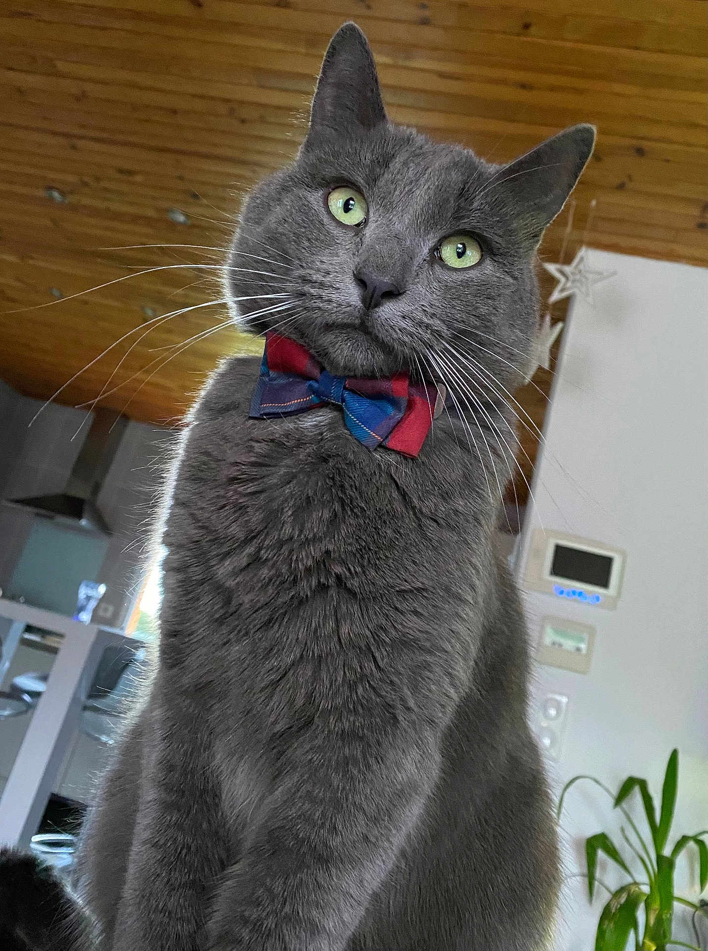 Terence participe au concours pour gagner de l'argent avec cette photo : cat, gray_cat, bow_tie, indoor, pet, feline, whiskers, green_eyes, curious, domestic_animal, close_up, fur, houseplant, wood_ceiling, home_interior, decor, domestic_life, animal_portrait, cute, alert