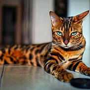 Xéna participe au concours pour gagner de l'argent avec cette photo : cat, bengal_cat, blue_eyes, feline, pet, indoor, animal, fur, striped, spotted, relaxed, lying_down, floor, tile_floor, whiskers, close_up, portrait, domestic_cat, mammal, focused