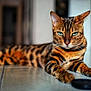 cat, bengal_cat, blue_eyes, feline, pet, indoor, animal, fur, striped, spotted, relaxed, lying_down, floor, tile_floor, whiskers, close_up, portrait, domestic_cat, mammal, focused