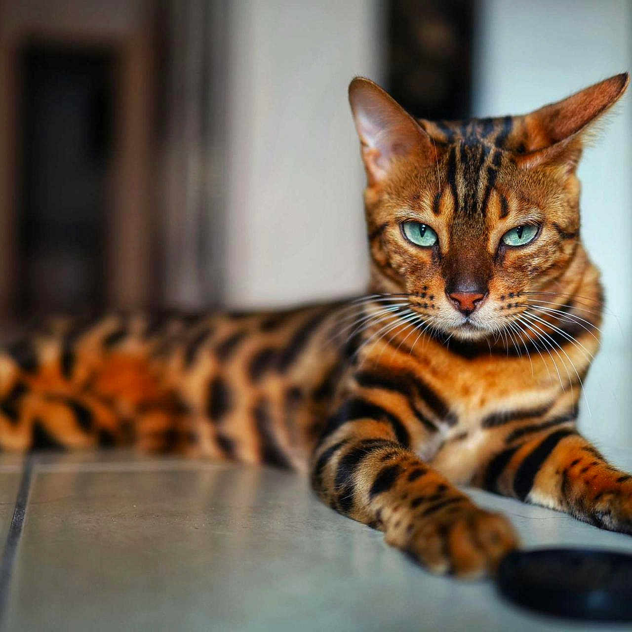 Xéna participe au concours pour gagner de l'argent avec cette photo : animal, bengal_cat, blue_eyes, cat, close_up, domestic_cat, feline, floor, focused, fur, indoor, lying_down, mammal, pet, portrait, relaxed, spotted, striped, tile_floor, whiskers