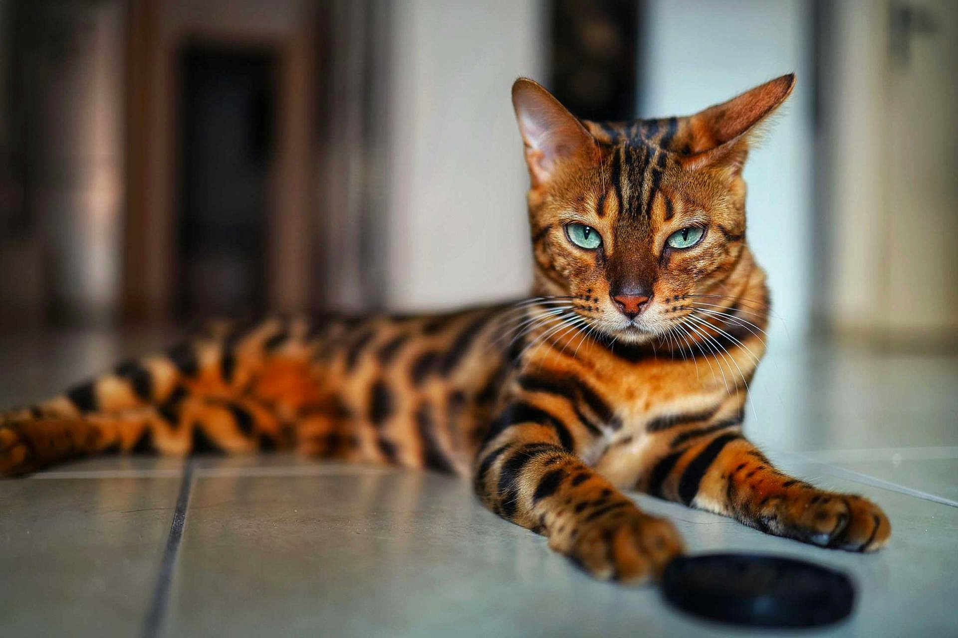 Xéna participe au concours pour gagner de l'argent avec cette photo : cat, bengal_cat, blue_eyes, feline, pet, indoor, animal, fur, striped, spotted, relaxed, lying_down, floor, tile_floor, whiskers, close_up, portrait, domestic_cat, mammal, focused