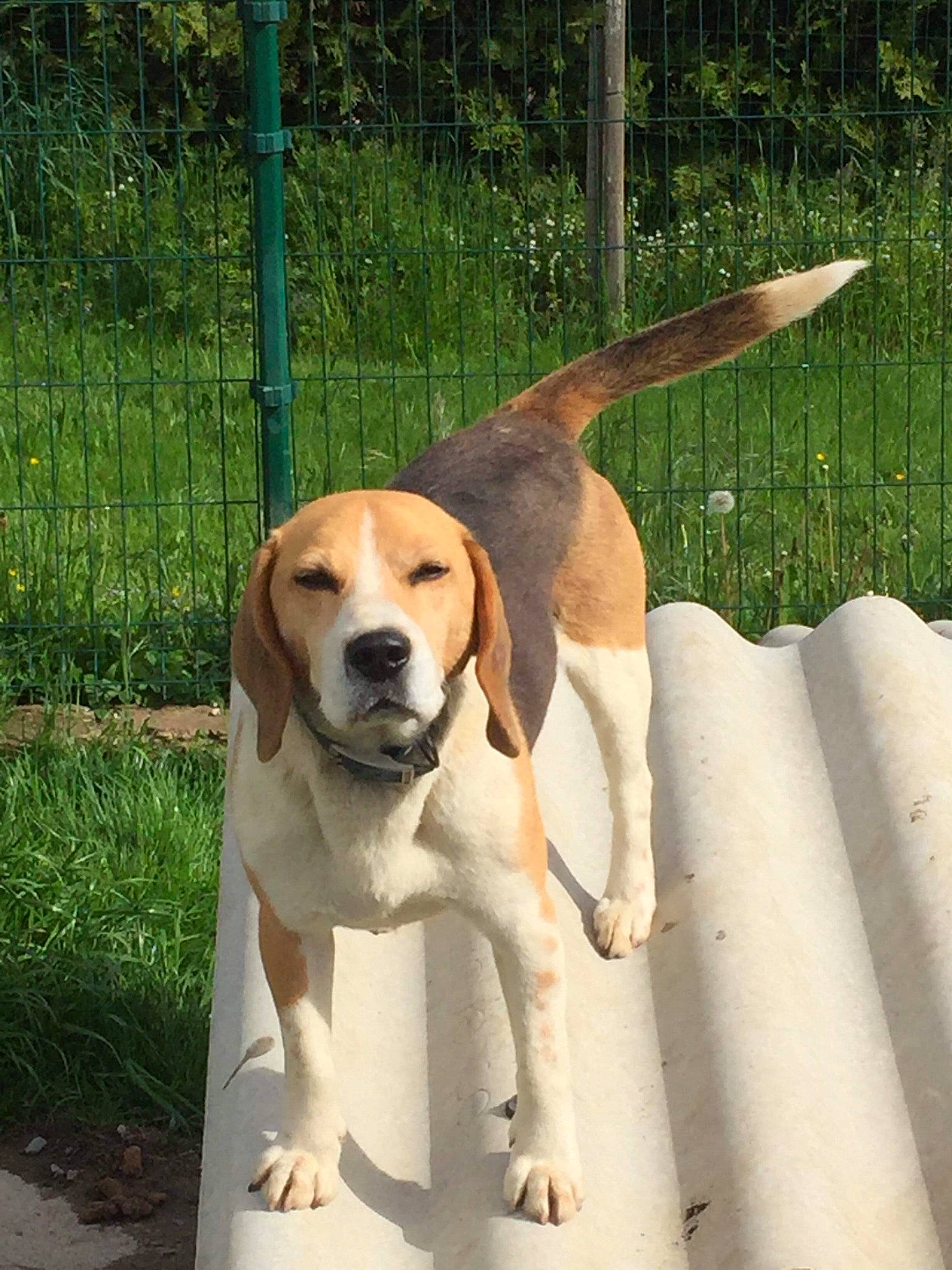 Jump participe au concours pour gagner de l'argent avec cette photo : beagle, carnivore, collar, companion_dog, dog, dog_breed, dog_collar, dog_supply, fawn, fence, hound, outdoor_furniture, pet_supply, plant, scent_hound, shade, snout, sporting_group, tail, vertebrate