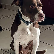 Jeter is registered to the contest to win money with this photo: dog, brown, white, collar, sitting, indoor, tile_floor, pet, canine, alert, side_view, domestic_animal, paw, ears, snout, tail, floor, door, quiet, waiting