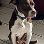dog, brown, white, collar, sitting, indoor, tile_floor, pet, canine, alert, side_view, domestic_animal, paw, ears, snout, tail, floor, door, quiet, waiting