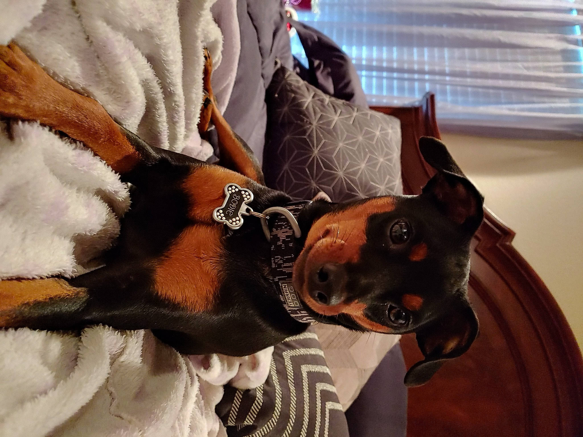 Bodie joined the competition — help win amazing prizes! canidae, carnivore, collar, comfort, companion_dog, dog, dog_breed, ear, eyewear, fashion_accessory, fawn, fur, hat, sleeve, snout, toy_dog, whiskers, window, window_blind, working_animal