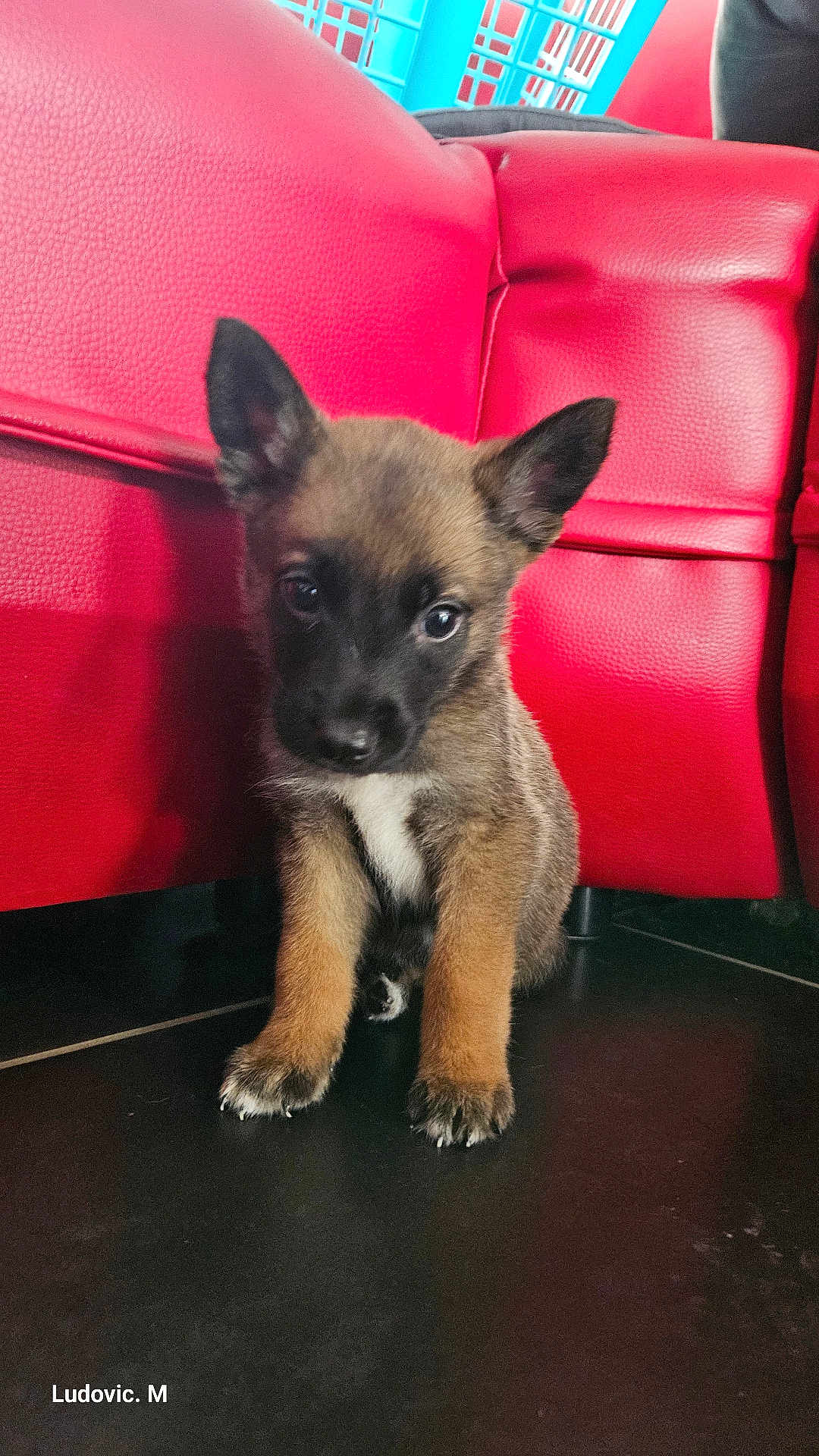 Berlin a rejoint le concours — aidez-le/la à gagner de superbes lots ! puppy, dog, brown, black, white, floor, couch, red, furniture, indoor, pet, young, small, cute, ears, eyes, sitting, domestic_animal, household, tile_floor