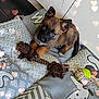 Berlin participe au concours pour gagner de l'argent avec cette photo : puppy, dog, toy, rope_toy, cushion, patterned_cushion, heart_bokeh, indoor, pet, cute, brown_dog, black_face, ears, floor, relaxing, looking_up, small_dog, adorable, cozy, playful