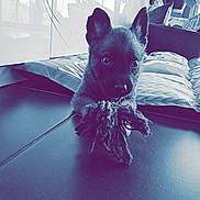 Berlin a rejoint le concours — aidez-le/la à gagner de superbes lots ! puppy, dog, toy, rope, indoor, cushions, plant, floor, ears, pet, animal, cute, looking, home, cozy, young, playful, fur, closeup, curious