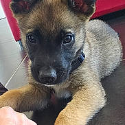Berlin a rejoint le concours — aidez-le/la à gagner de superbes lots ! puppy, dog, animal, pet, fur, paw, face, black_face, tan_fur, floor, couch, red_couch, indoor, human_hand, fist, closeup, curious, cute, young, collar